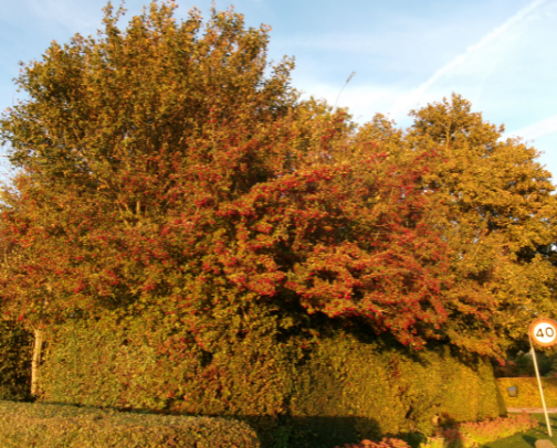 Thanksgiving decorations cover photo collage