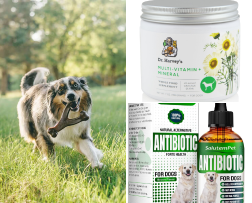 TOP 5 Dog care cover photo collage