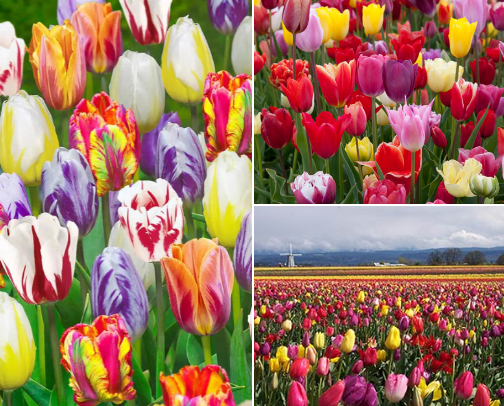 Gardening secrets and tips cover photo collage
