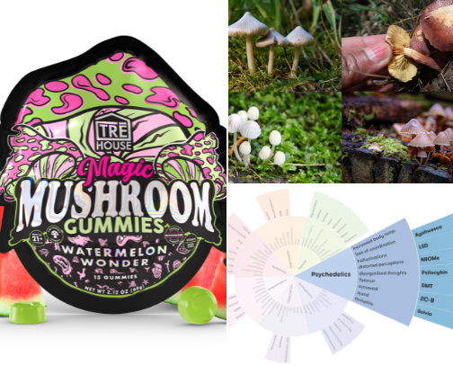 Mushroom gummies cover photo collage