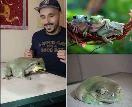 Meet DUMPY my frog cover photo collage