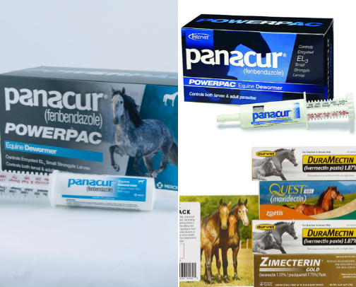 Animals cover photo collage