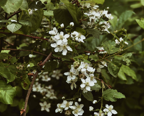 “ I wanna gooooo to Maine 🎶🦞” cover photo collage