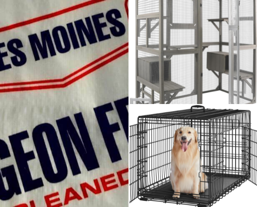 Pigeon care cover photo collage