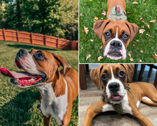 Puppy Love Must Haves! cover photo collage