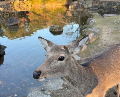 Japan road trip cover photo collage