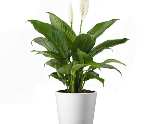 Best Plants for Condo/Apt Living in 2026 cover photo collage