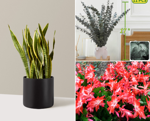 Best Plants for Condo/Apt Living in 2026 cover photo collage