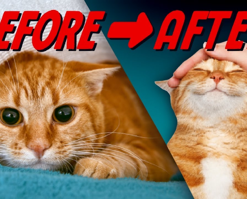 Cat Tips cover photo collage