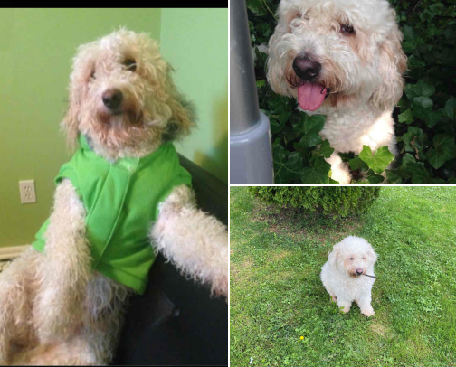 🐶 Golden Doodle Life: Must-Haves & Must-Do’s for Happy, Fluffy Adventures cover photo collage