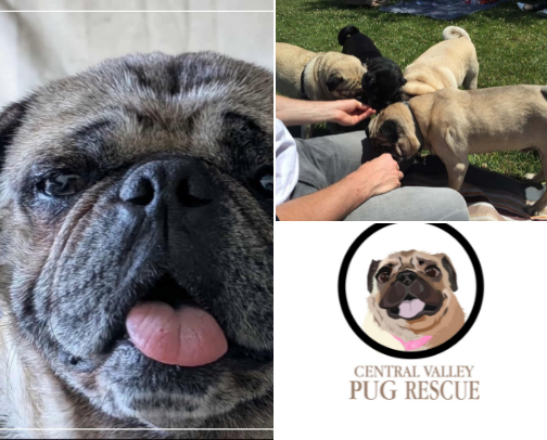 🐶 California Pug Events & Meetups cover photo collage