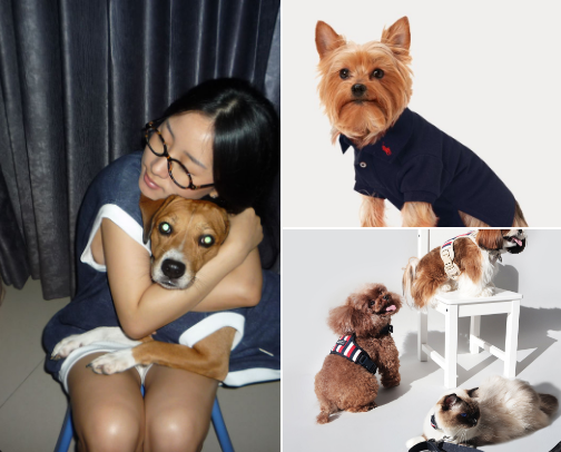 Coolest Pet Clothes! cover photo collage