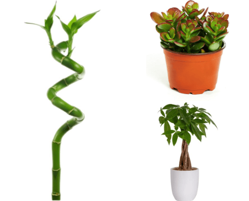 Fortunate Houseplants: Invite Prosperity and Positive Vibes! cover photo collage