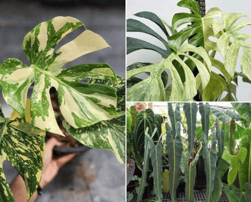Wish List Plants 2023! cover photo collage