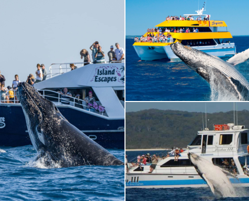 I Finally Did Whale Watching in Hervey Bay and Packed All Wrong cover photo collage