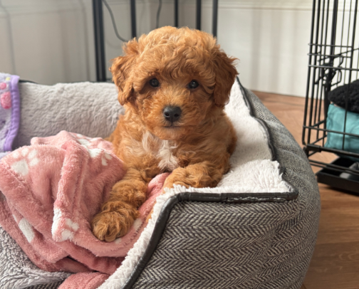 New Puppy Essentials-The items I couldn’t be without! cover photo collage