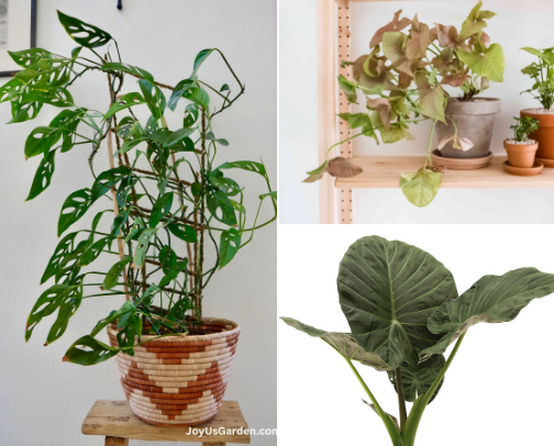 Plant, plants, plants! cover photo collage