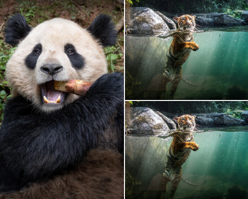 20 Zoos to Visit This Summer (Perfect for Families & Animal Lovers) cover photo collage