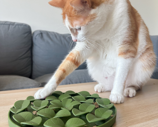 Interactive Toys & Enrichment Picks 🐱 cover photo collage