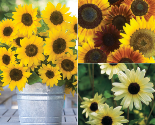 A Parade of Sunflowers cover photo collage