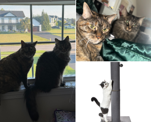 Cat mom🐱 cover photo collage
