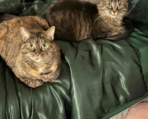 Cat mom🐱 cover photo collage