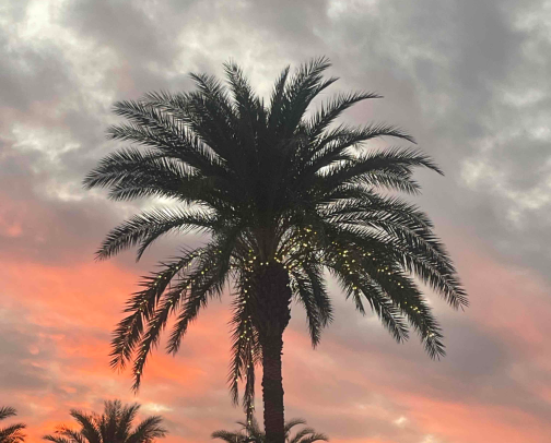 Go Gators! things I love about Gainesville, Florida. cover photo collage