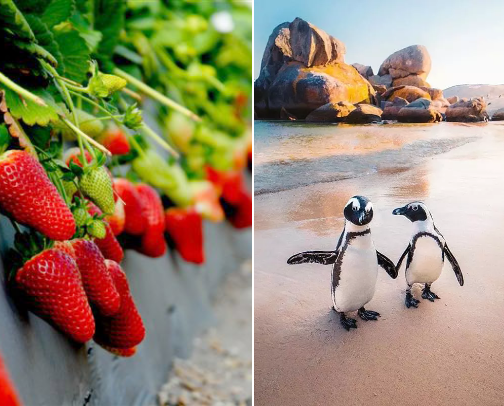 Activities for kids around Cape Town 🇿🇦 cover photo collage