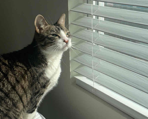 Whiskers Wishlist🐾🐱🐈‍⬛ cover photo collage