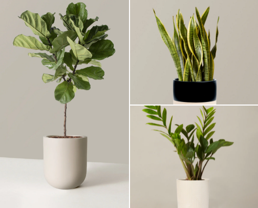 Leaf It to Us: Your Go-To Plant Collection from 7 Online Shops cover photo collage