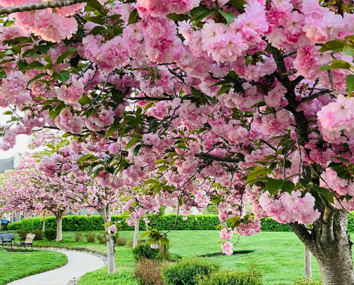 Spring in Bloom: Must-Visit Botanical Gardens & Cherry Blossom Destinations Across the U.S. cover photo collage