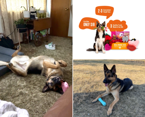 Dog Mom Go-Tos cover photo collage