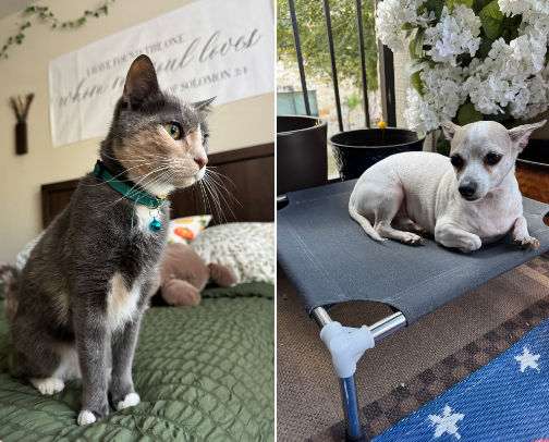 Paws, Snuggles & Favorites cover photo collage