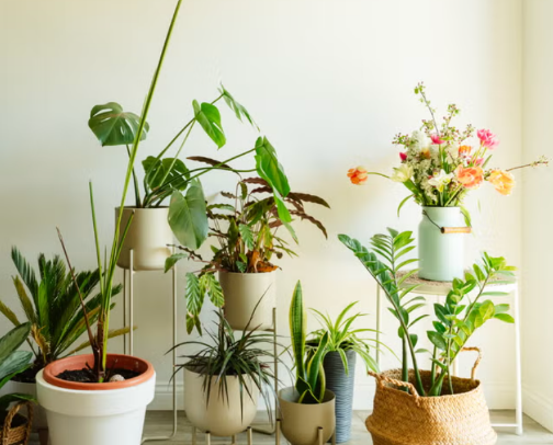 i loveee plants!! &lt;3 cover photo collage