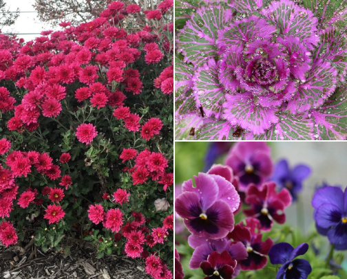 Top 15 Plants for Fall Vibes cover photo collage