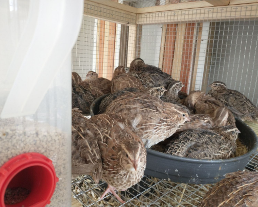 Essential QUAIL Supplies for Beginners & Backyard Farms cover photo collage
