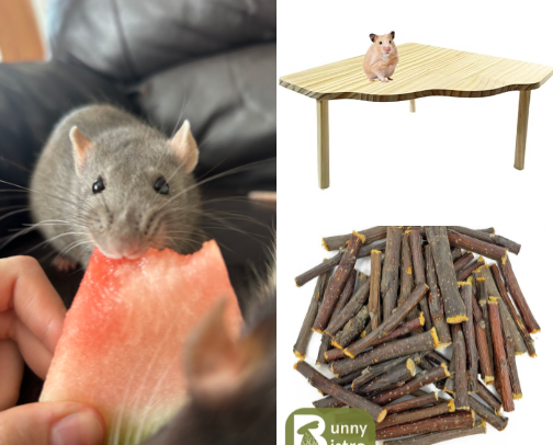 Small animal supplies cover photo collage