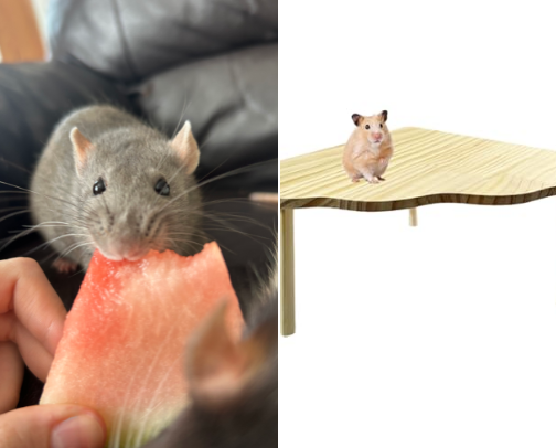 Small animal supplies cover photo collage