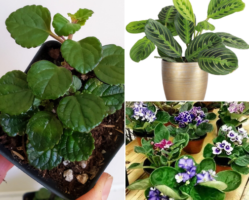 Cat-Friendly Indoor Plants 🪴🐱 cover photo collage