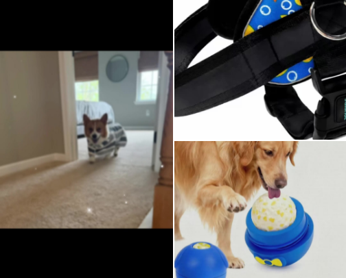 Dog Must-Haves cover photo collage