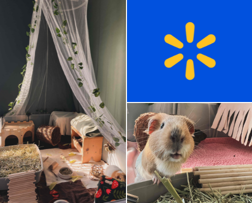 Walmart guinea pig finds cover photo collage