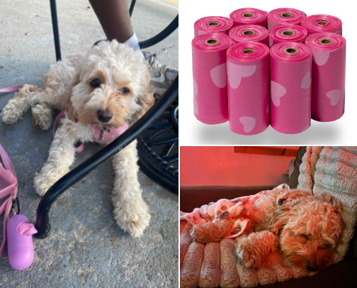 First 30 Days with your Puppy: Essentials Guide cover photo collage