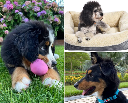 Eco-friendly dog products we actually use (and love!) cover photo collage