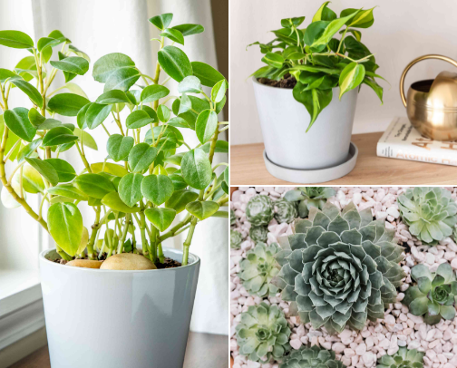 Favorite Indoor Plants 🪴 😍 ❤️ cover photo collage