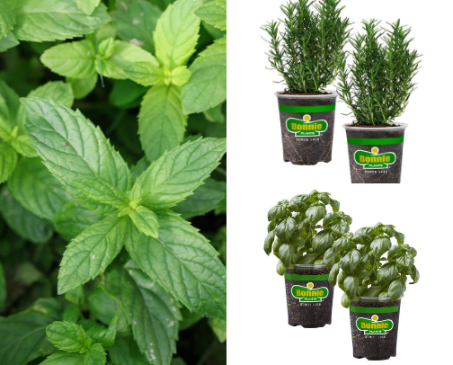Balcony Garden Dreams: Everything I Used to Build Mine cover photo collage