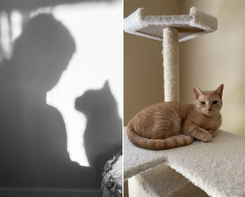 Cat mom favorites cover photo collage