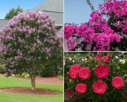 Florida Garden Favorites cover photo collage