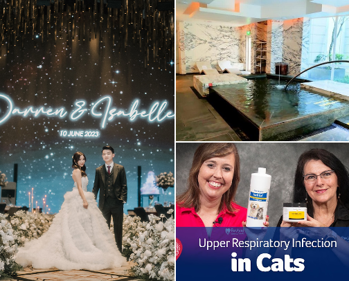 Top Wedding Pro's In My Community 💍✨ cover photo collage