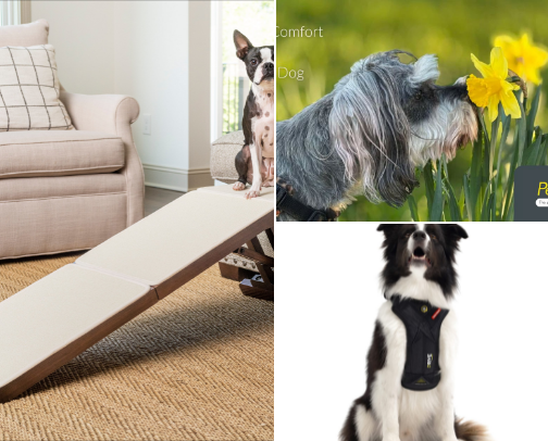 Dachshund Owner Essentials cover photo collage