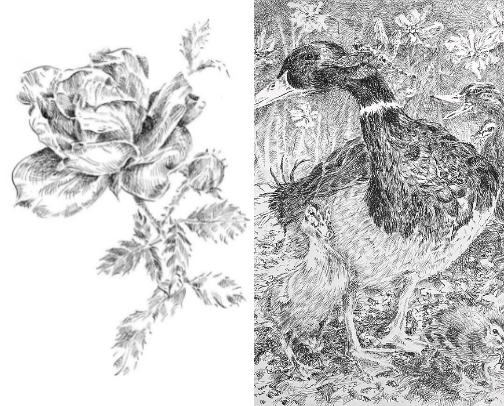 Beautiful black and white renderings, meticulously detailed for sophisticated home or office décor. cover photo collage